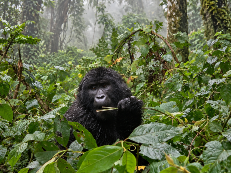 Reiseberatung Uganda Affen Berggorillas